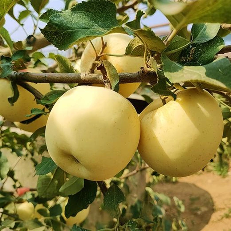 Úlla Golden Delicious úra
