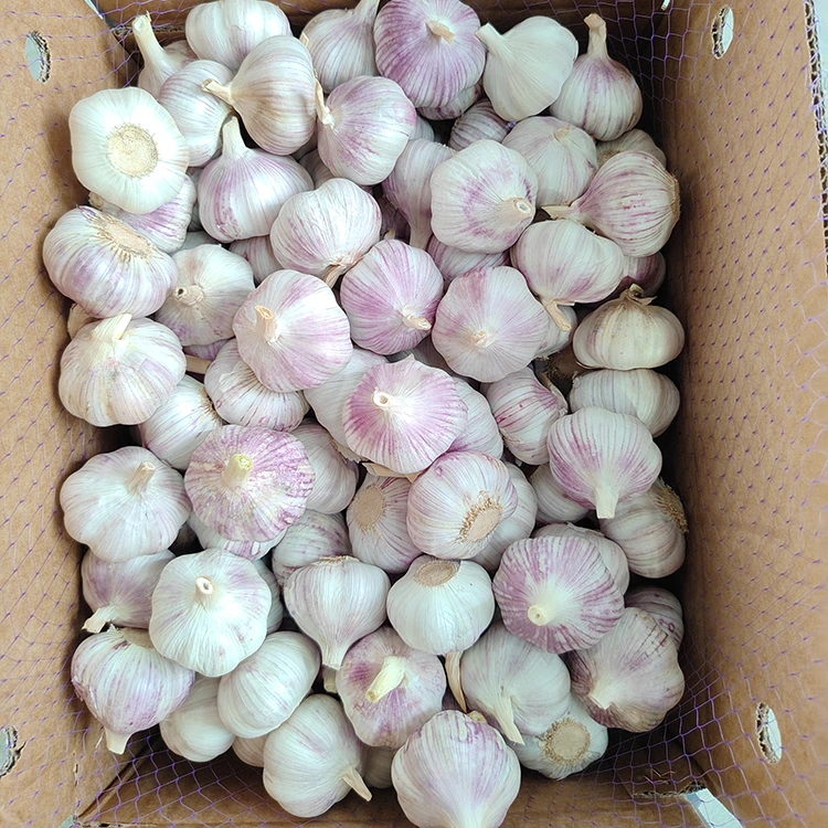 Premium Firm and Plump Normal White Garlic