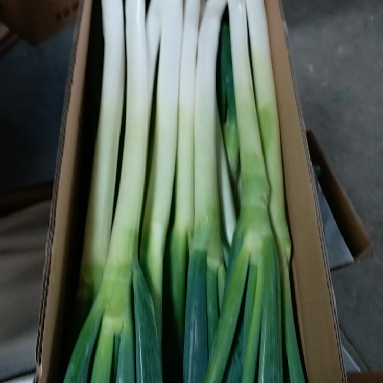 Naturally Grown Green Onions