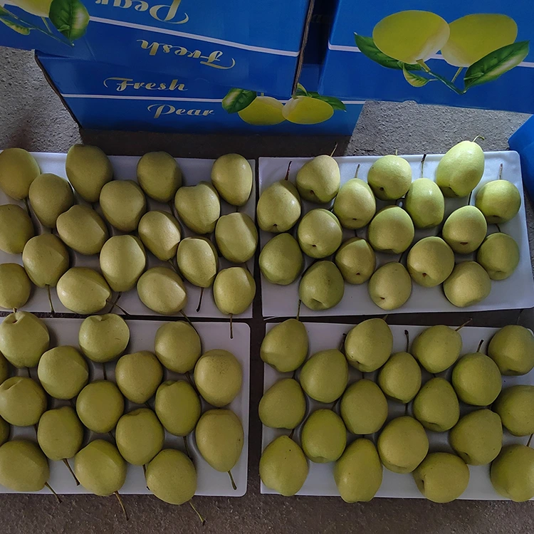 Piorraí nádúrtha milis Shandong