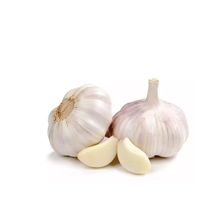 Préimh Gnólacht agus Plump Gairleoige Bán Gnáth