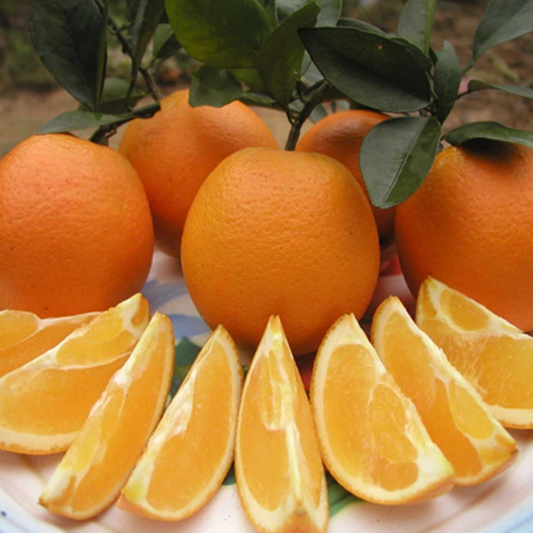 Oráistí navel Sweet Fresh Juicy Préimh