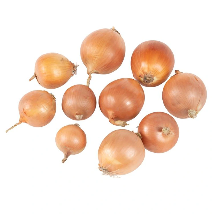 Oinniúin Bhuí Úra Préimh