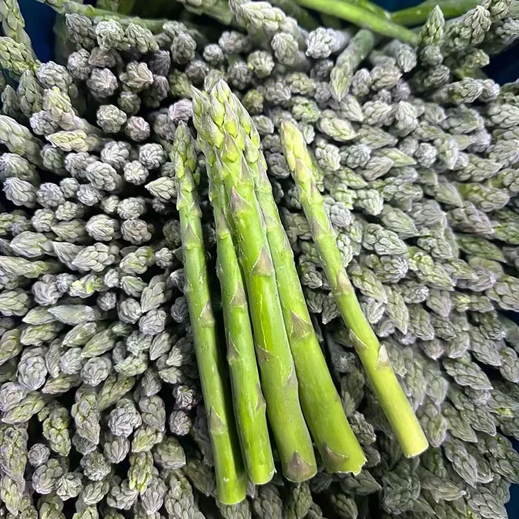 Asparagus Glas Reoite Roghnaithe