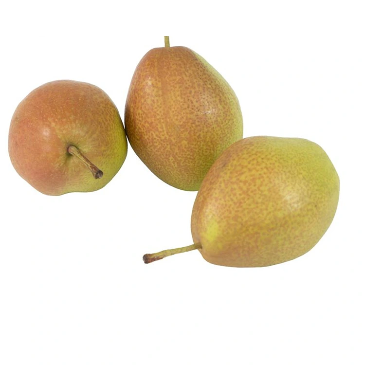Superior Cáilíochta Fresh Piorraí Hongxiangsu